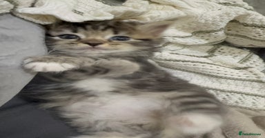 Ragdoll cats - Advert 15
