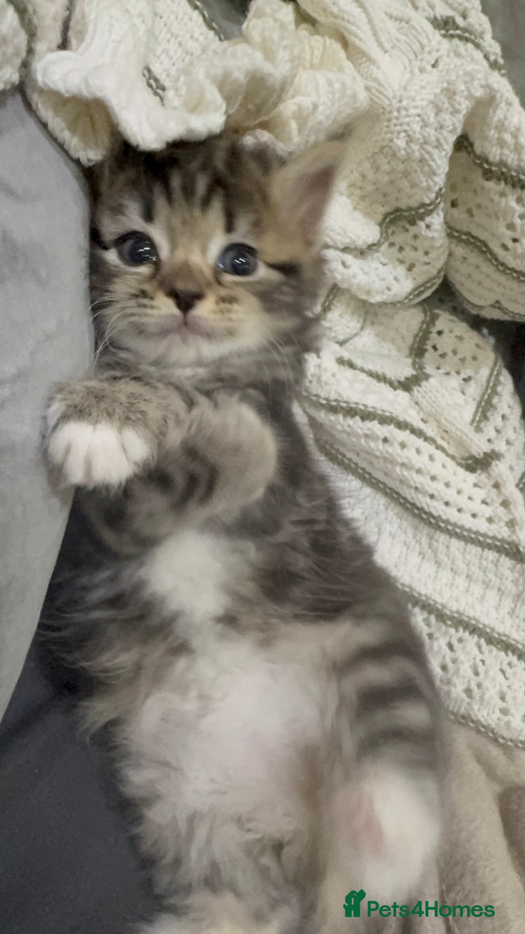 Ragdoll cats for sale: Ragdoll and Russian blue mix - Image 3