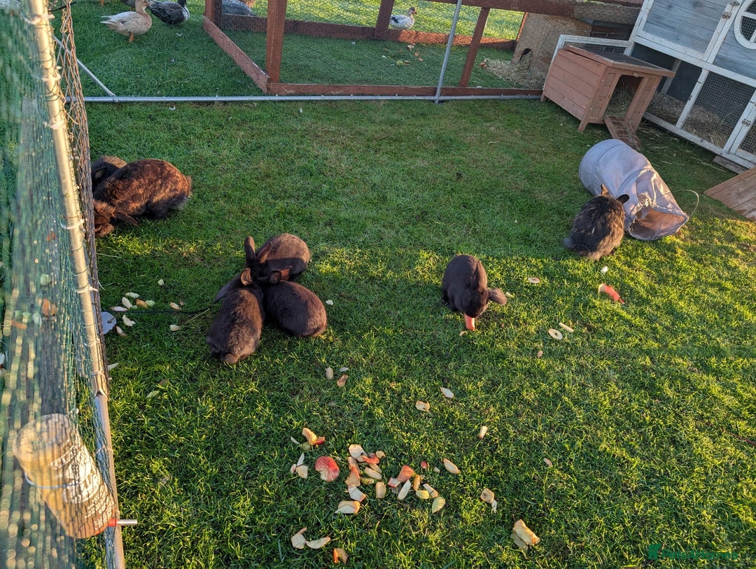 Mini Lion Lop rabbits for sale: 5 x baby x lops  - Image 9