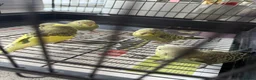 Budgerigars birds for sale: 4 baby budgies  - Advert 2