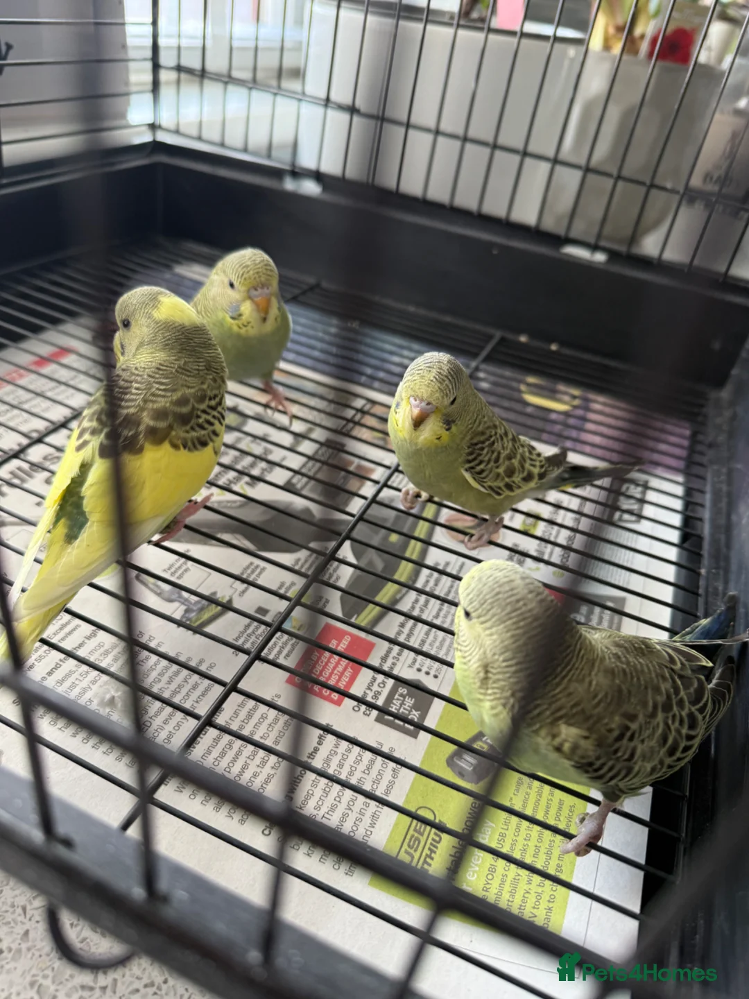 Budgerigars birds for sale: 4 baby budgies  - Advert 2