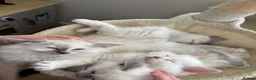 Ragdoll cats for sale: Female Ragdoll kitten  - Advert 4