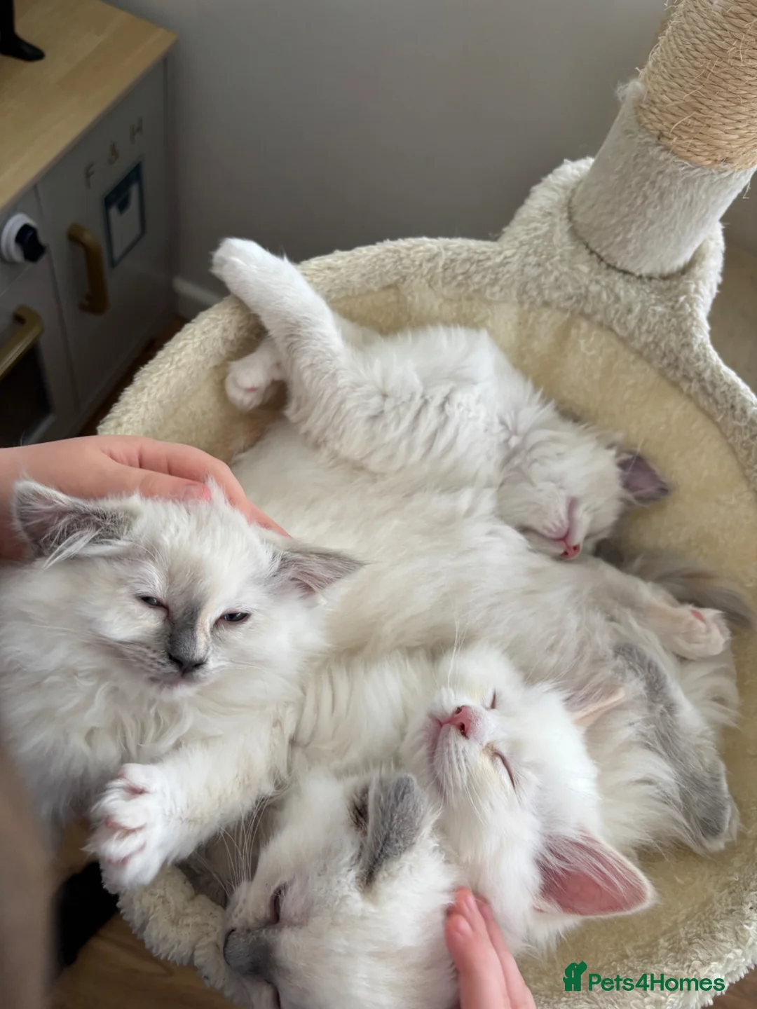 Ragdoll cats for sale: Female Ragdoll kitten  - Advert 4