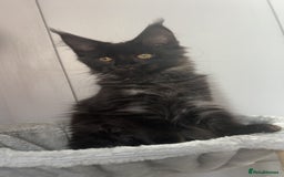 Maine Coon cats for sale: black smoke female  - Image 14