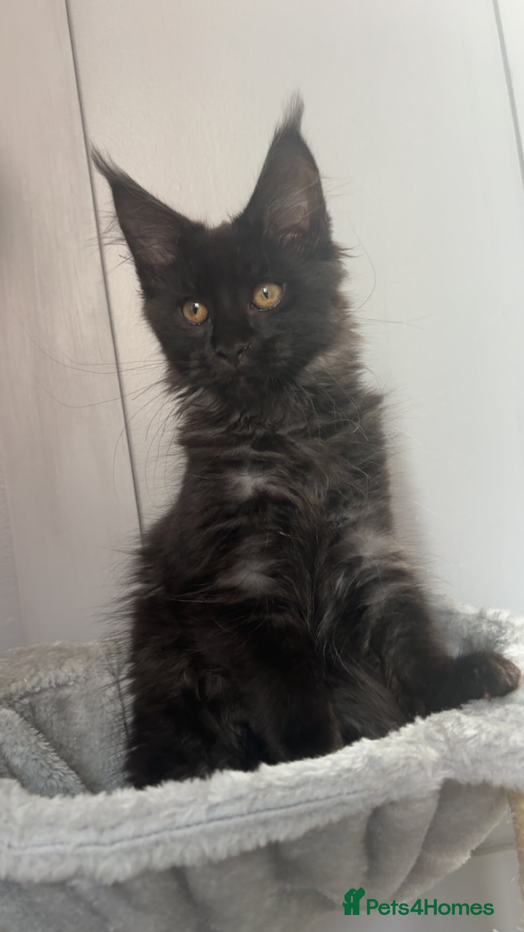 Maine Coon cats for sale: black smoke female  - Image 14