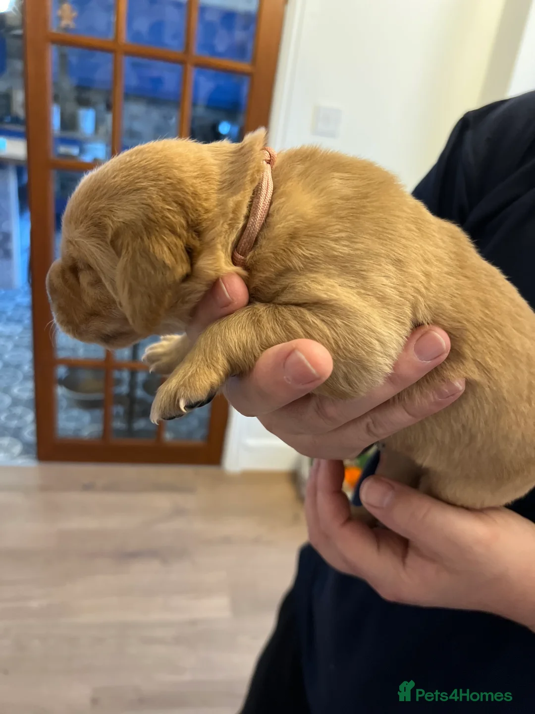 Labrador Retriever dogs for sale: Adorable Labrador  - Advert 4