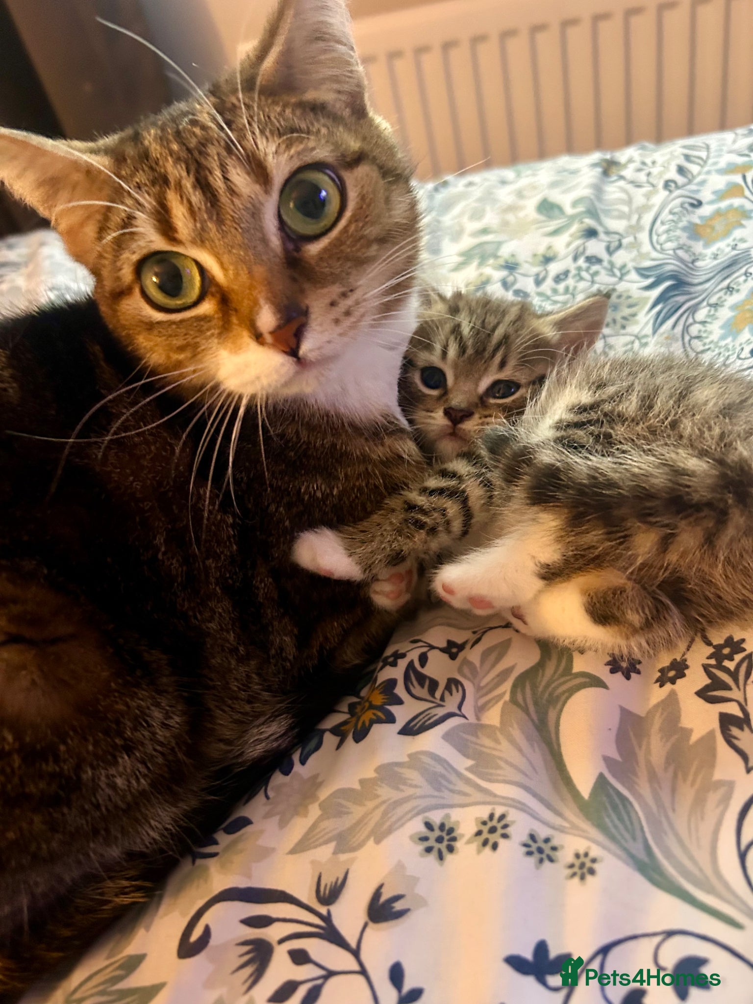 British Shorthair cats Tabby kittens looking for loving home - Advert 1