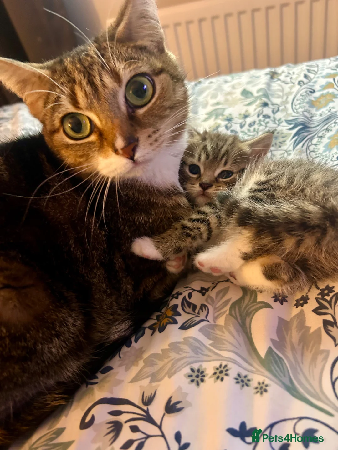 British Shorthair cats for sale: Tabby kittens looking for loving home - Advert 1