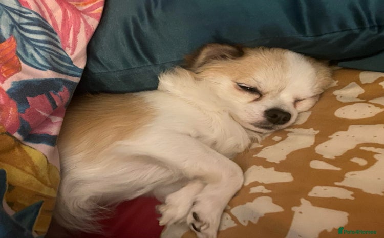 Chihuahua dogs - Advert 1