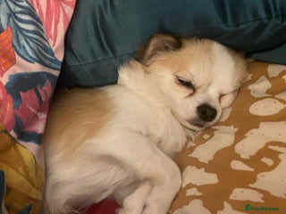 Chihuahua dogs - Advert 7