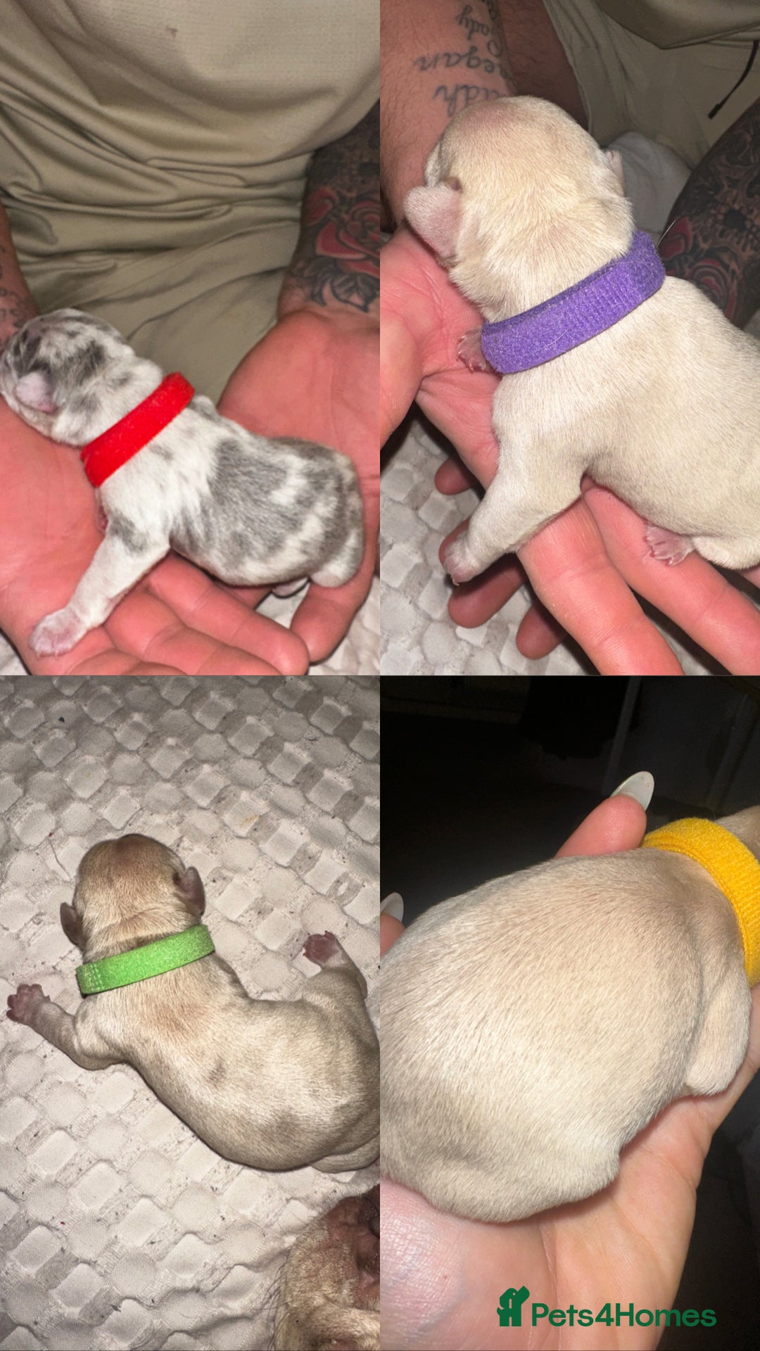French Bulldog dogs for sale: DWKC French bulldog puppies - Advert 3