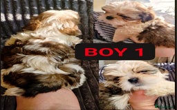 Shih Tzu dogs for sale: 🐾 Amazing Purebred Shih Tzu Puppies Crawley 🐾 - Advert 3