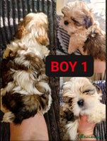 Shih Tzu dogs 🐾 Amazing Purebred Shih Tzu Puppies Crawley 🐾 - Advert 4