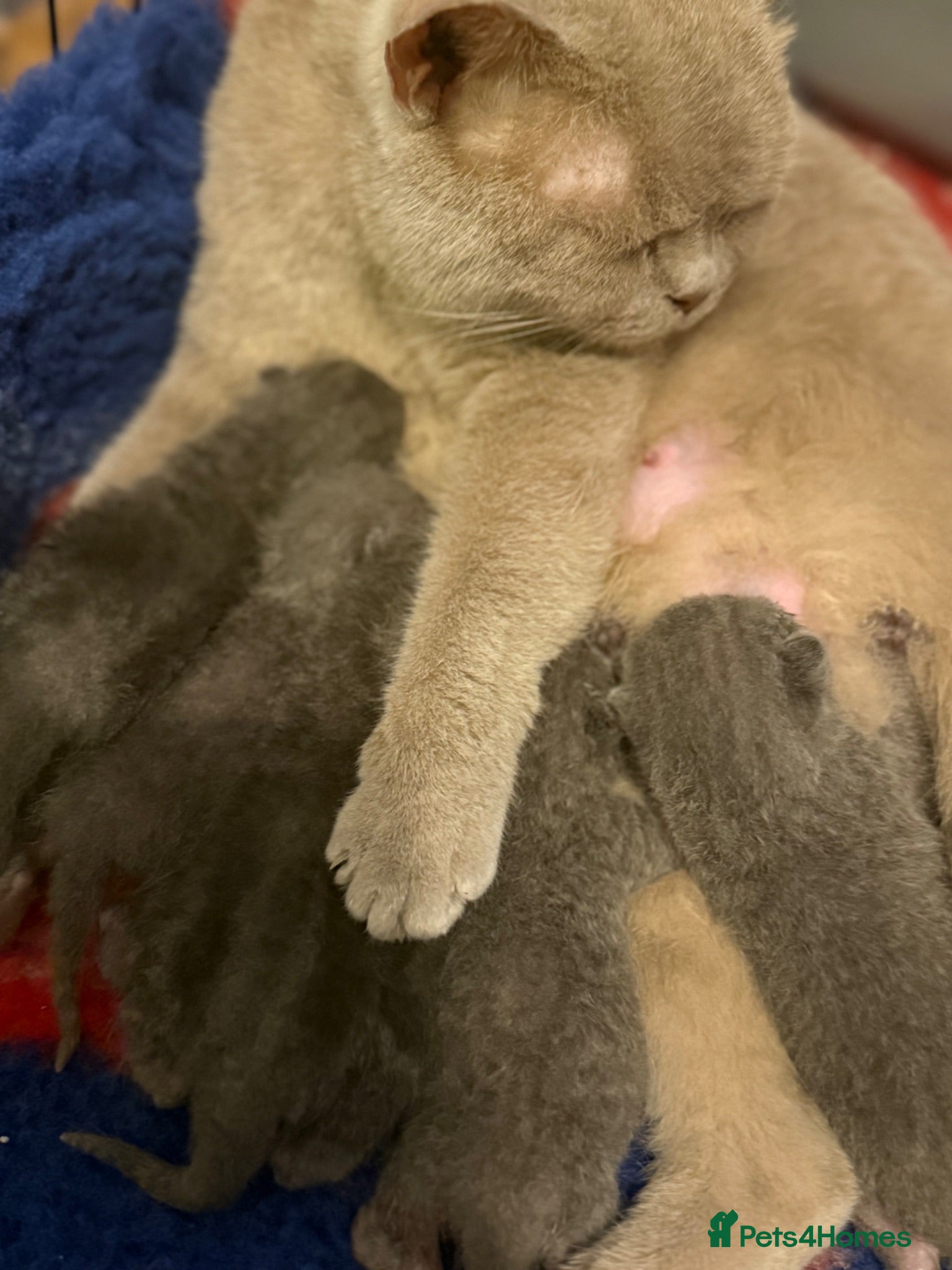 British Shorthair cats Stunning BSH kittens ready now!  - Advert 1