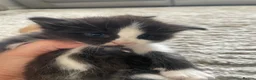 Maine Coon cats for sale: Maine coon kittens - Advert 5