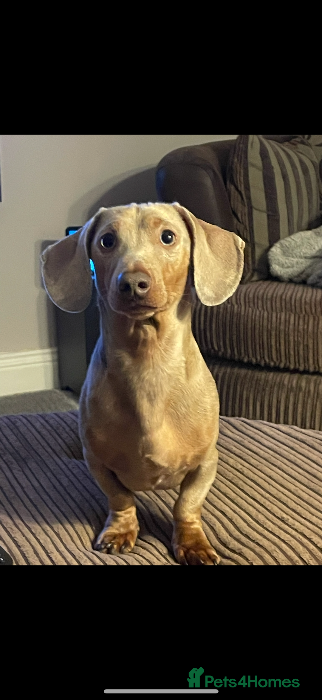Dachshund dogs for sale: 21 month old miniature dachshund Male - Image 2
