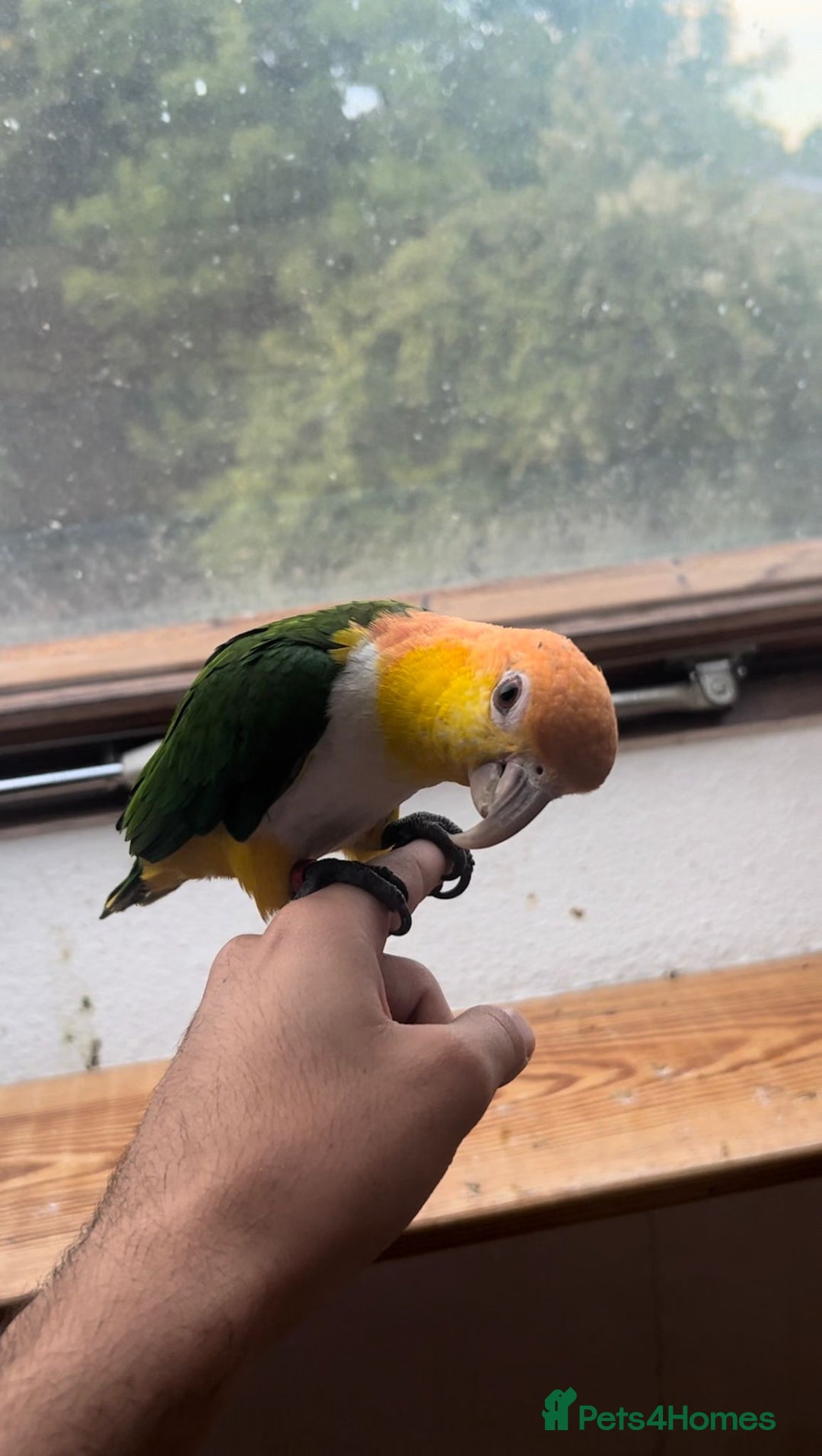 Parrots birds for sale: Bonded Pair of Handtamed DNA Sexed Caiques - Image 3