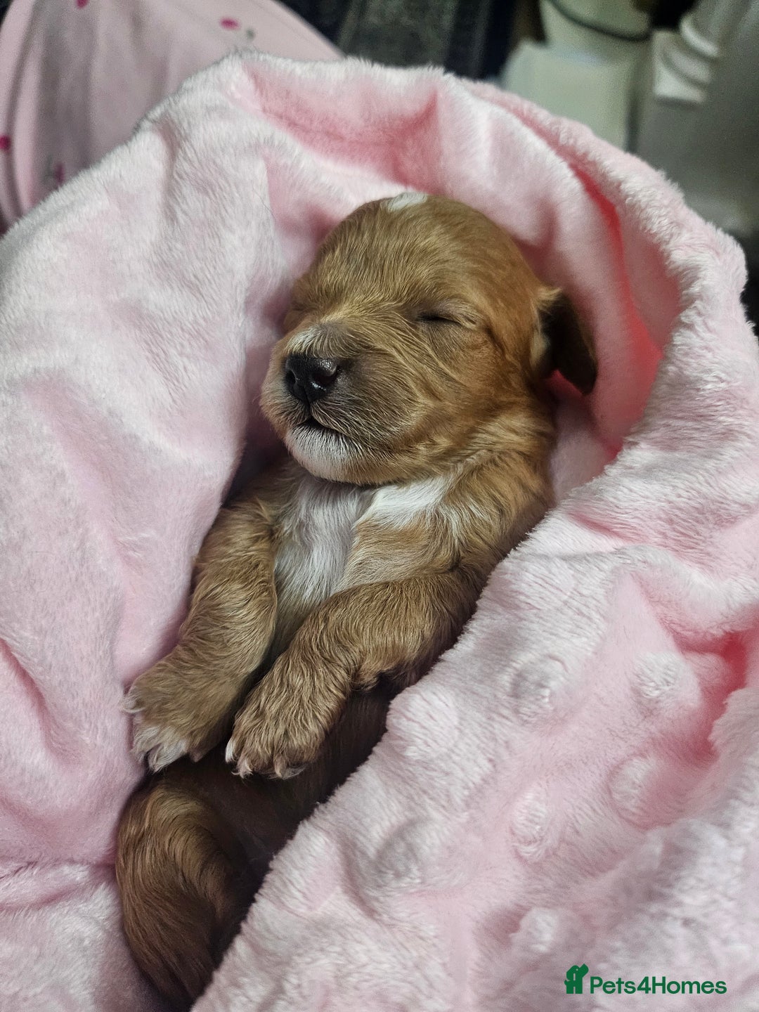 Cavapoo dogs for sale: Gorgeous F1b Toy Cavapoo Babies   - Advert 29