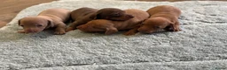 Miniature Dachshund dogs for sale: Miniature Dachshund puppies stunning  in Luton - Advert 1