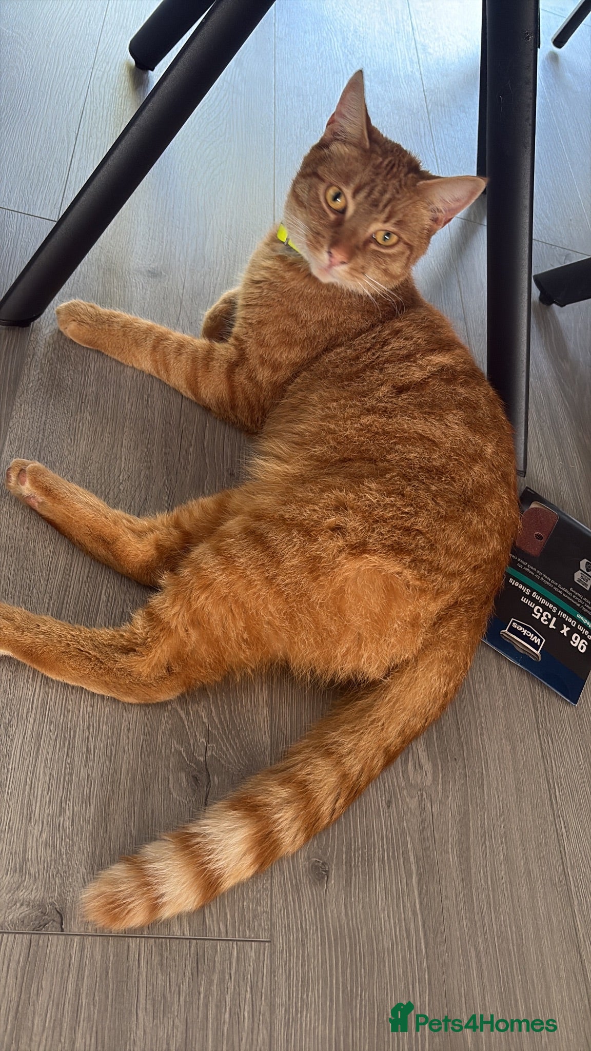 British Shorthair cats George cutie - Advert 1