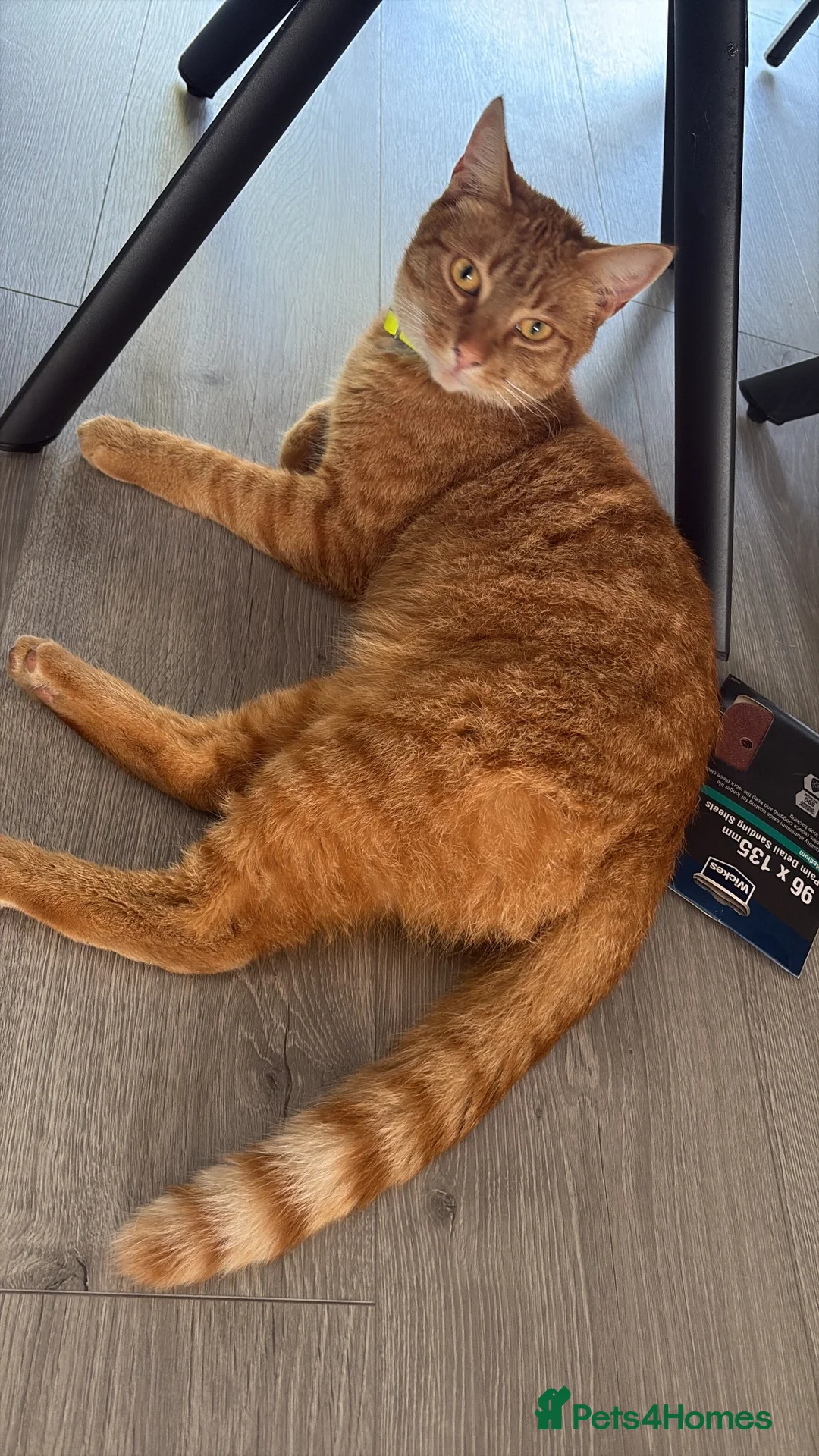 British Shorthair cats for sale: George cutie - Advert 1