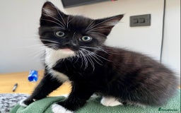 Mixed Breed cats for sale: Lovely, amazing Tabby girl looking for home💘 - Image 1