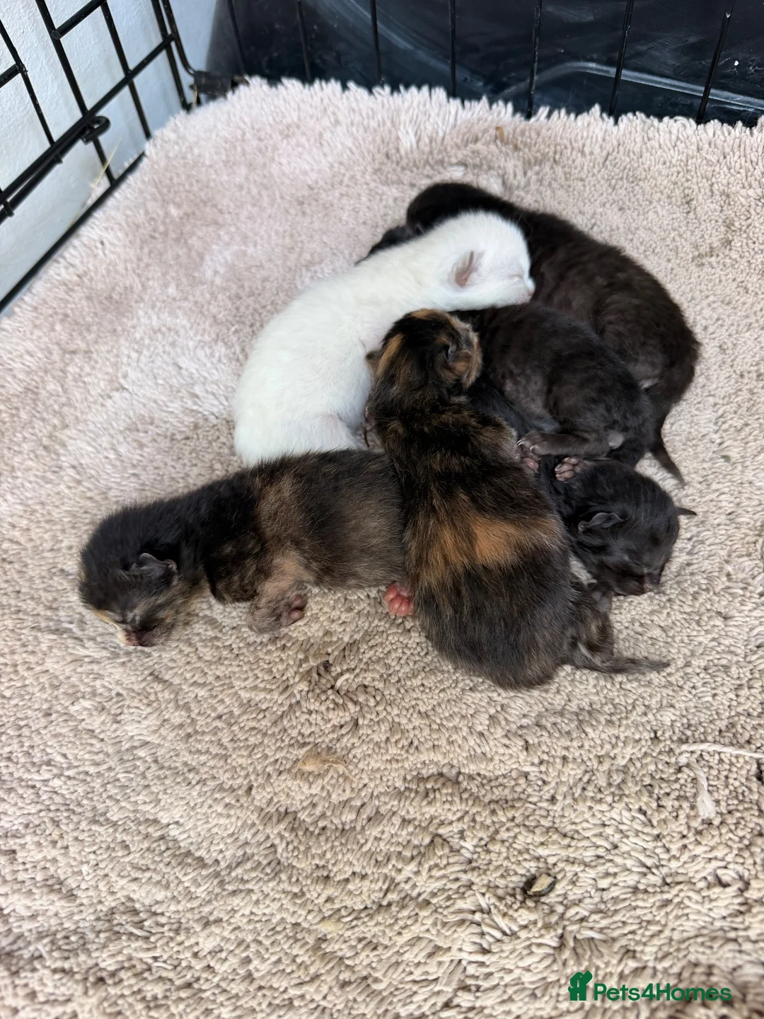 Mixed Breed cats for sale: Ragdoll X British short hair kittens in Ashford - Advert 8