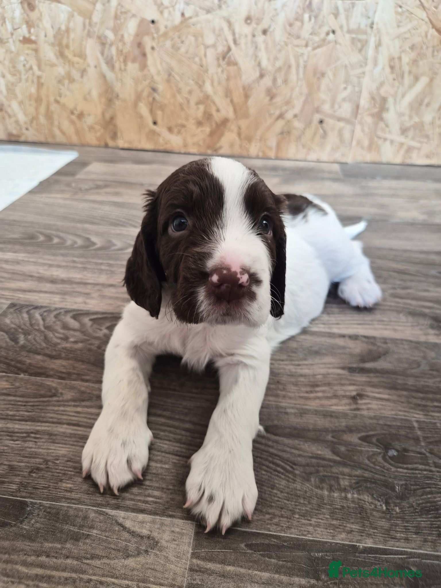 English Springer Spaniel dogs *One puppy left* KC English Springer Puppies - Advert 2