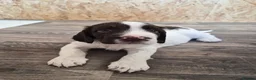 English Springer Spaniel dogs for sale: *One puppy left* KC English Springer Puppies - Advert 3