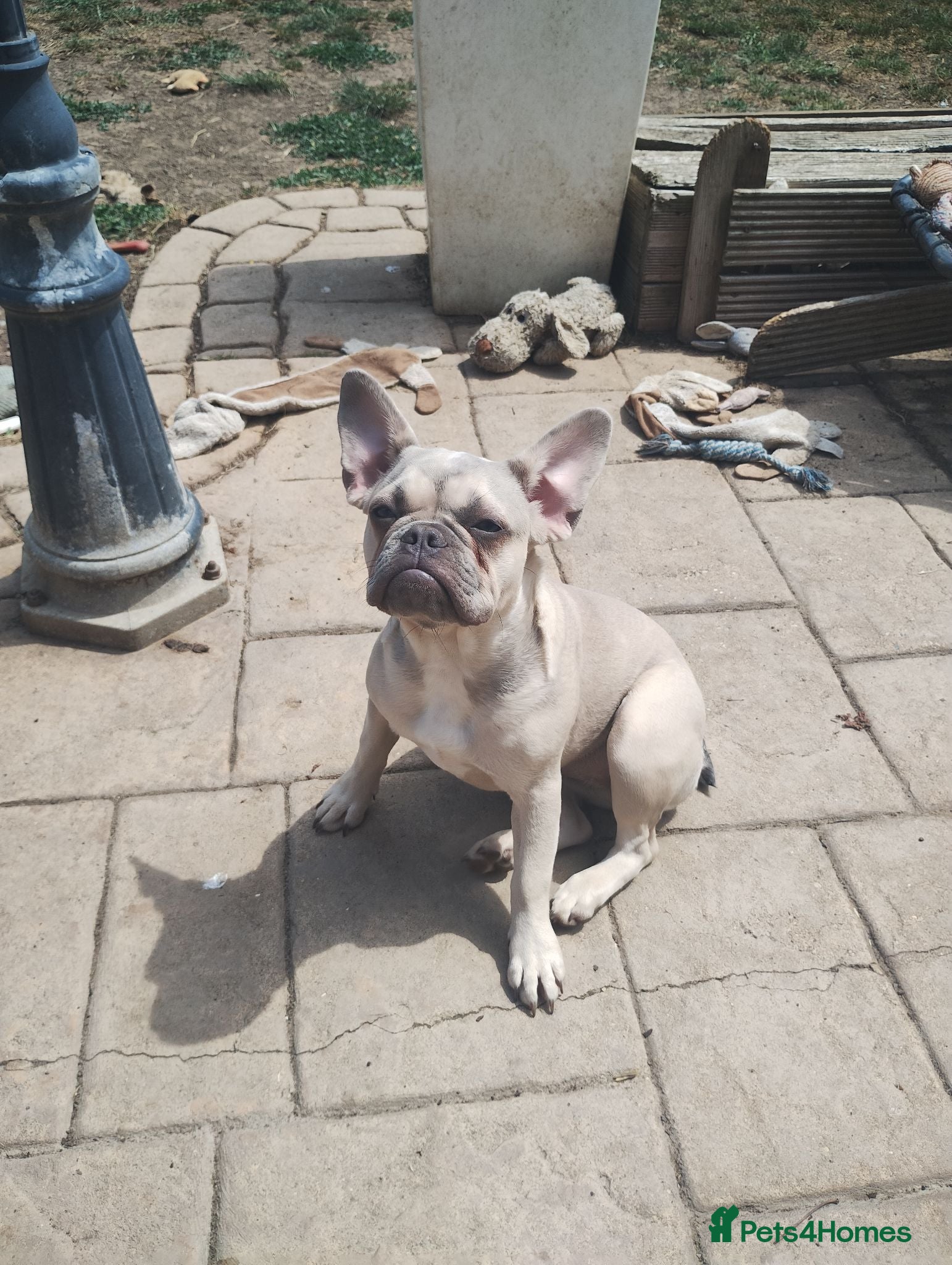 French Bulldog dogs 7 month old Frenchie girls loveable and cute  - Advert 2