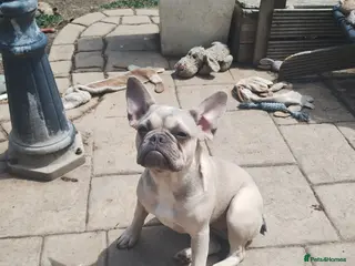 French Bulldog dogs 7 month old Frenchie girls loveable and cute - Advert 2
