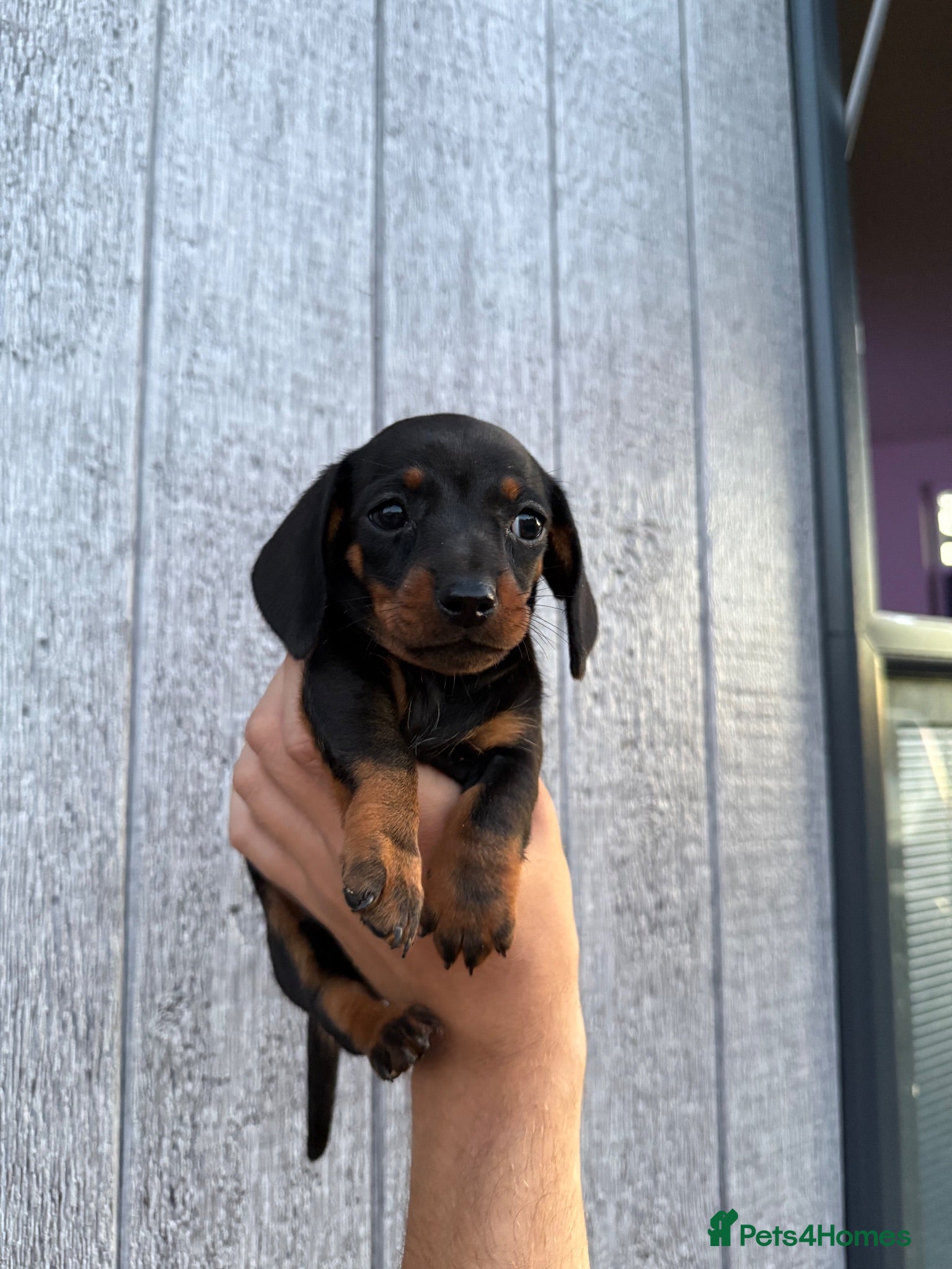 Miniature Dachshund dogs Kc Miniature daschund puppies - Advert 2