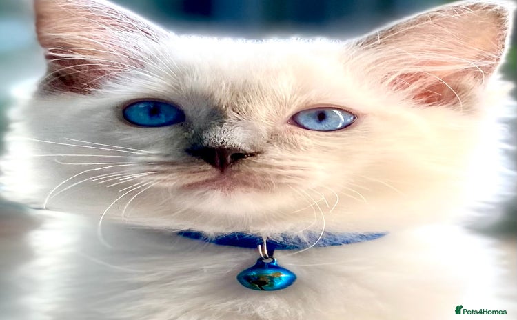 Ragdoll cats - Advert 3