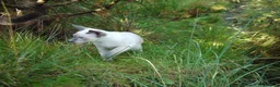Siamese cats for sale: Adorable Siamese Kittens in Inverness - Advert 8