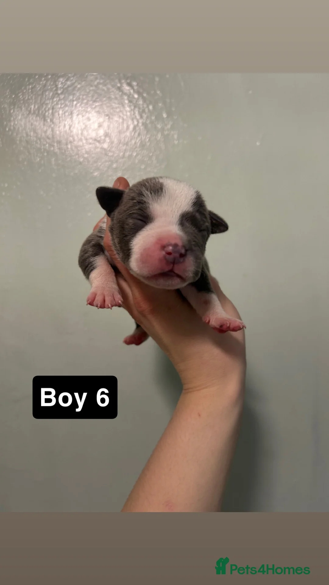 Staffordshire Bull Terrier dogs for sale: Staffordshire bull terrier puppies  - Advert 24