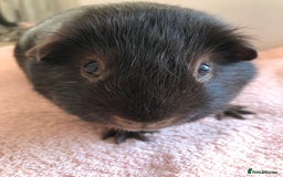 Guinea Pig rodents for sale: Two young Sows and Older boars - Image 15