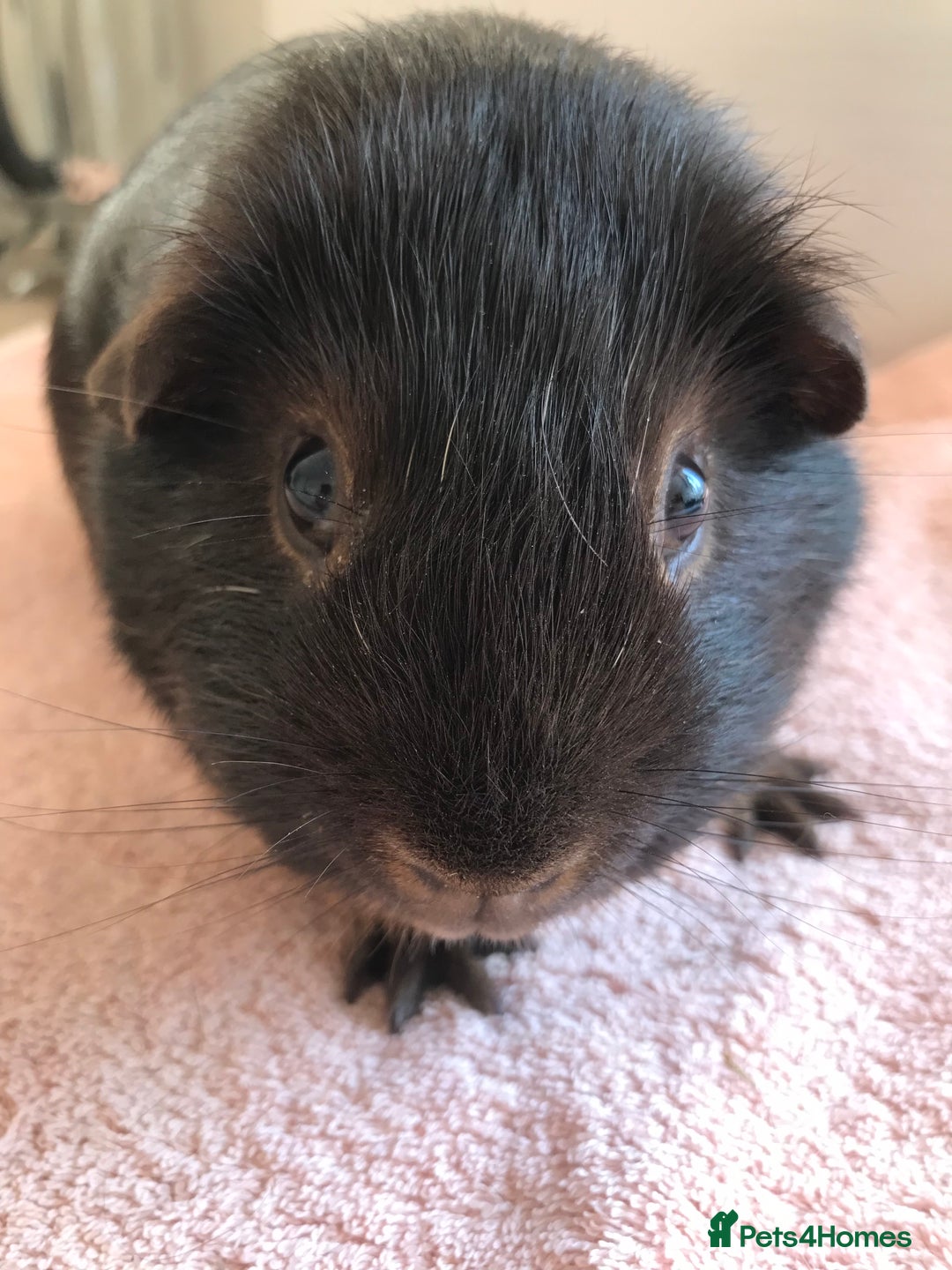 Guinea Pig rodents for sale: Two young Sows and Older boars - Image 15