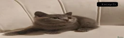 British Shorthair cats for sale: 5 handsome boys Bradford  - Advert 27