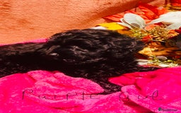 Mixed Breed dogs for sale: Gorgeous cockapoos  - Image 9