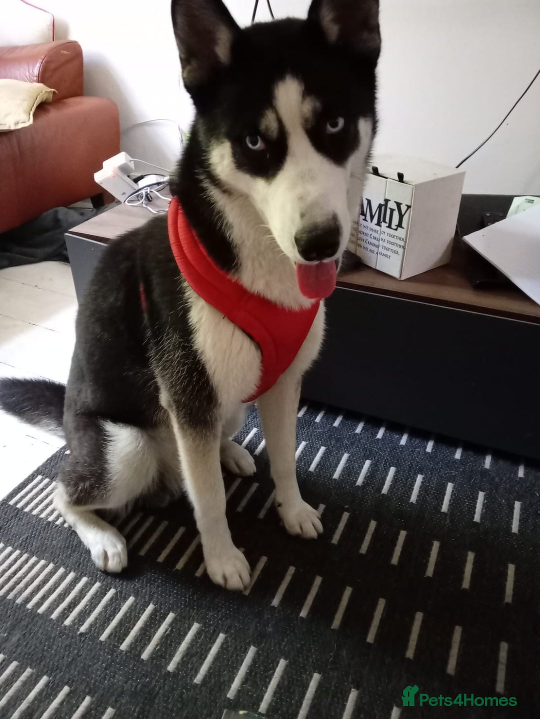 Utonagan dogs for sale: happy clever doggo - Image 1