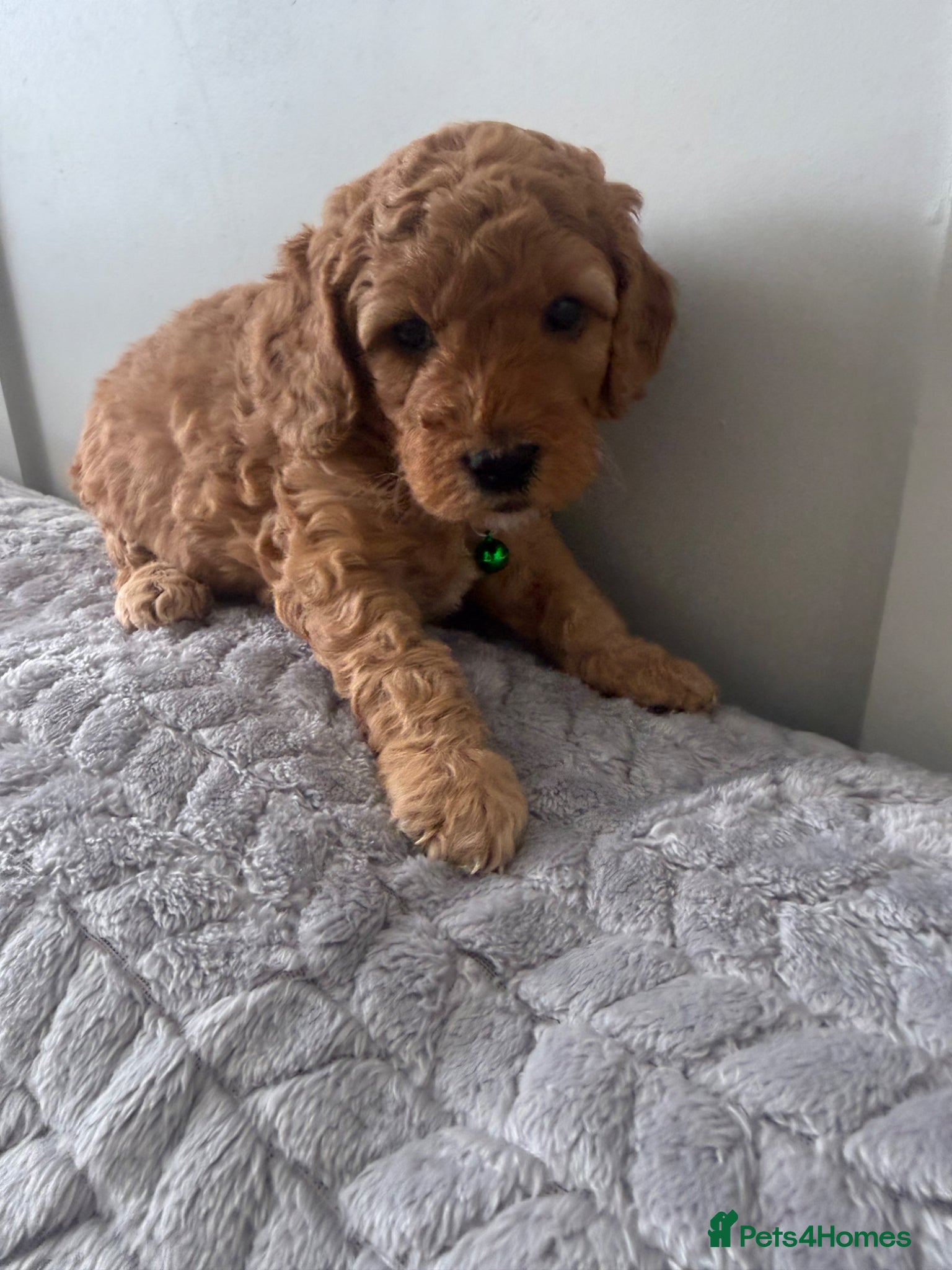 Cockapoo dogs F1B cockapoo ❤️💙💙 - Advert 11