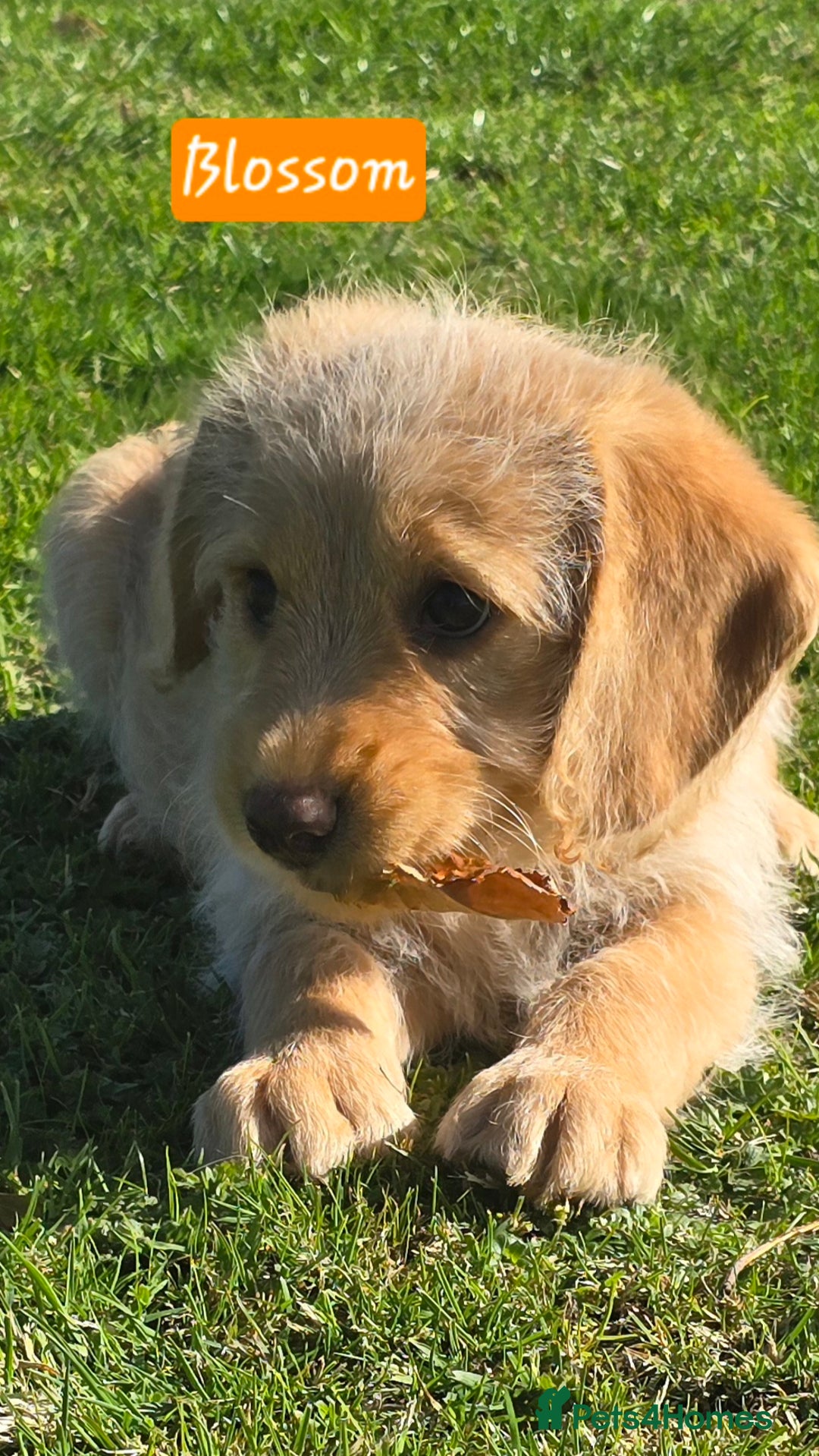 Labrador Retriever dogs for sale: *Beautiful cream labradoodle pups* - Image 2