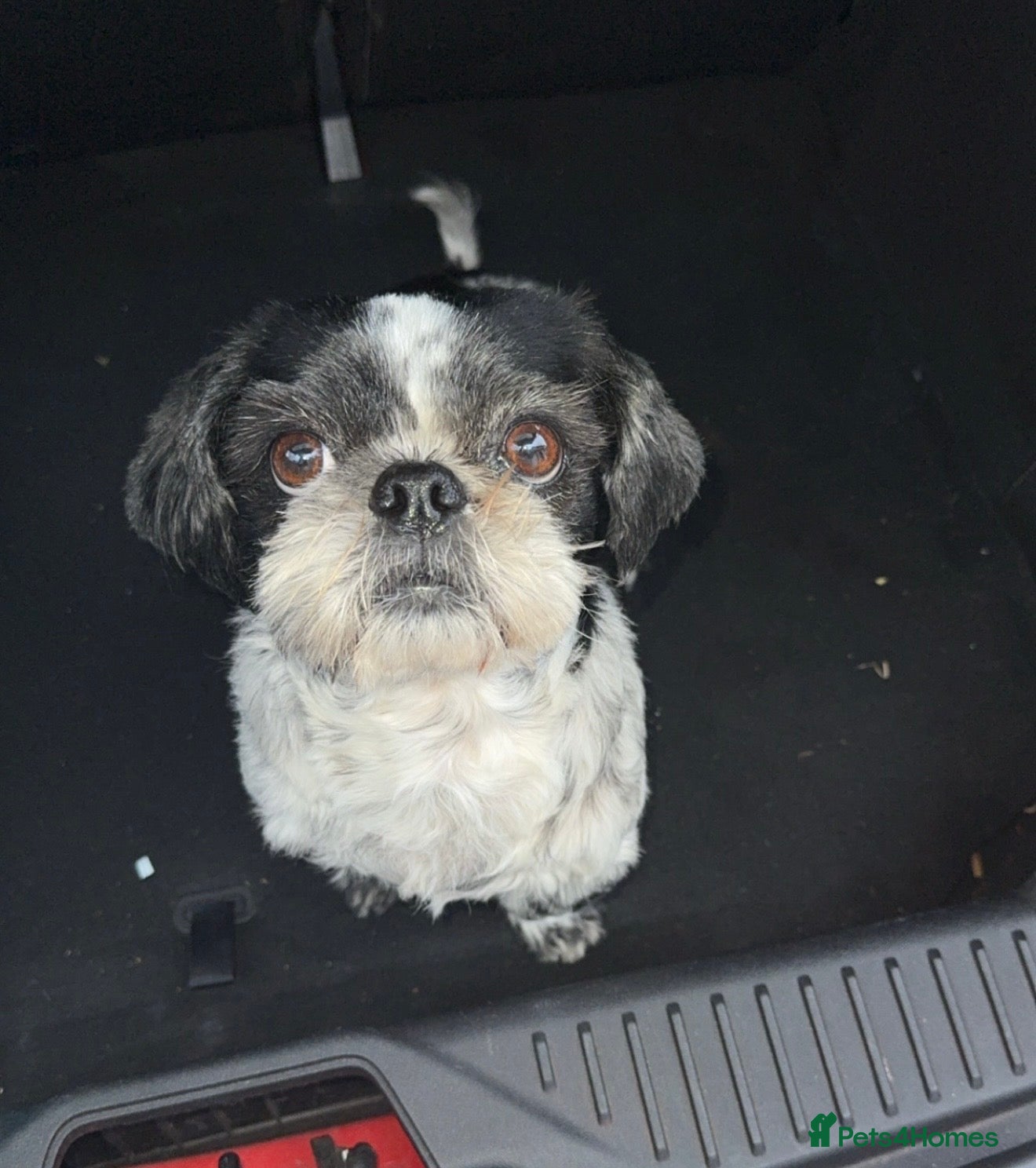 Mixed Breed dogs Shih Tzu x fluffy frenchie  - Advert 1