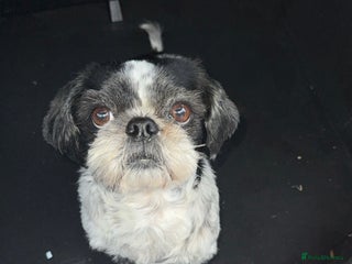 Mixed Breed dogs Shih Tzu x fluffy frenchie - Advert 1