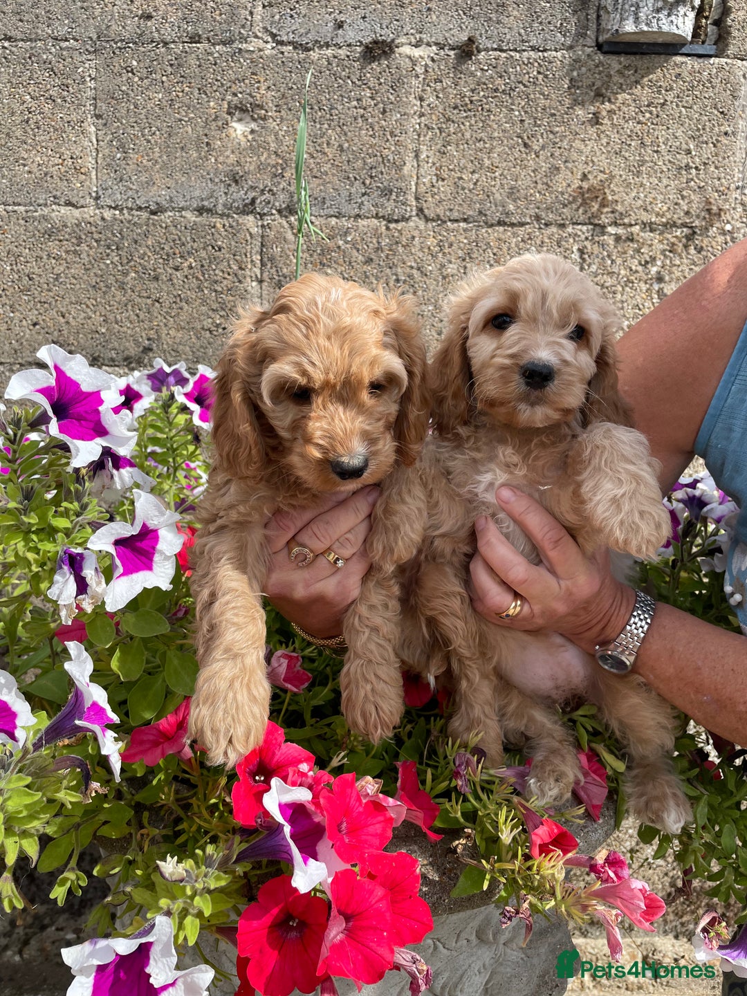 Cockapoo dogs for sale: QUALITY SMALL COCKERPOOS. - Image 15