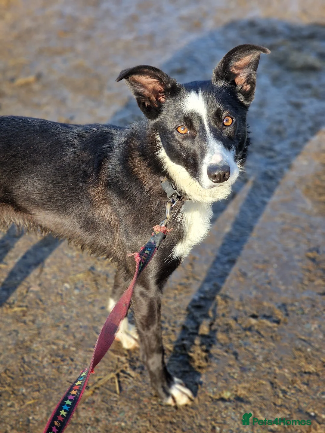 Border Collie dogs for sale: *FLY HAS NOW BEEN RESERVED* - Advert 2