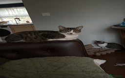 Domestic Shorthair cats for sale: Free girl cat (spayed) - Image 14