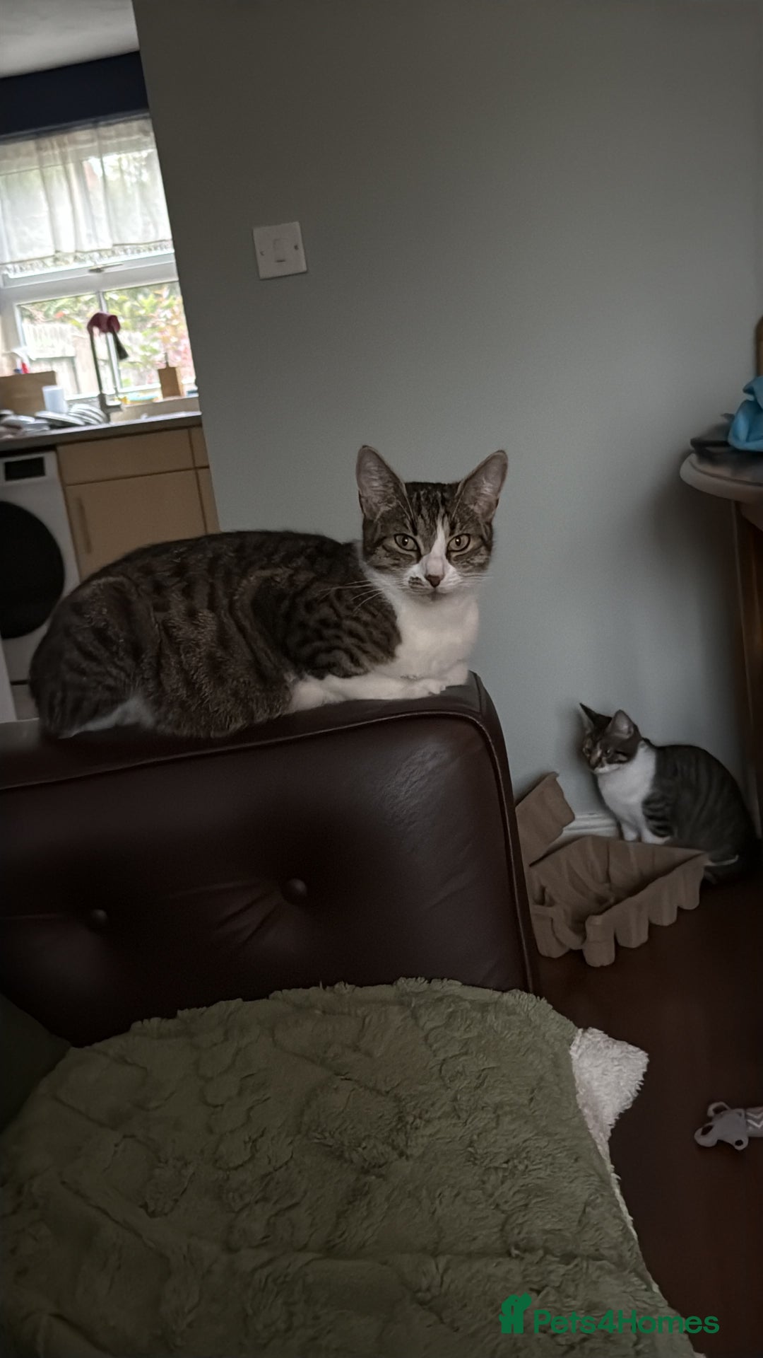 Domestic Shorthair cats for sale: Free girl cat (spayed) - Image 14