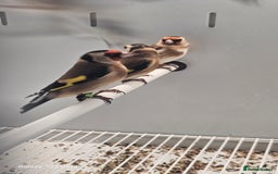 Finches birds for sale: Goldfinch greenfinch  - Image 5