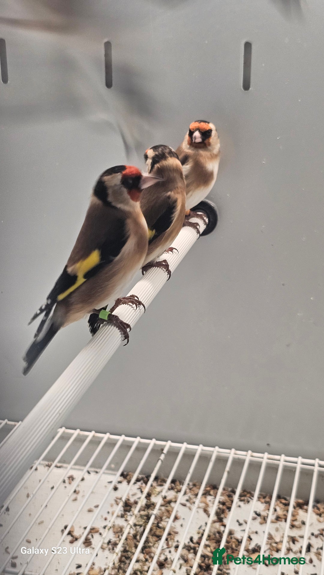 Finches birds for sale: Goldfinch greenfinch  - Image 5